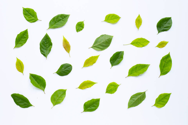 Green leaves  on white background - Photo, Image