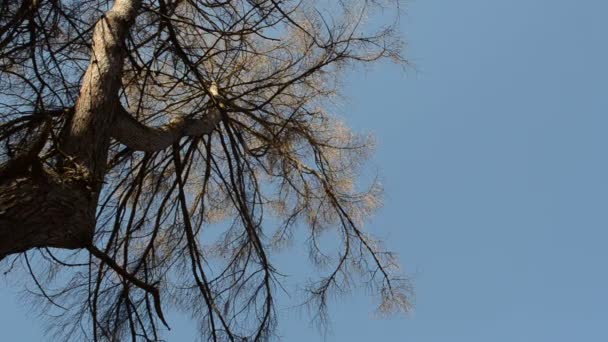 Larch ramos oscilações em um fundo azul céu
 - Filmagem, Vídeo