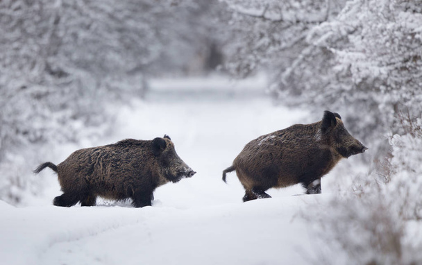Αγριογούρουνα περπατούν στο χιόνι - Φωτογραφία, εικόνα