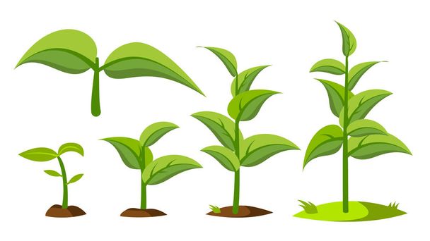 Saplings, Sprouts Growth Stages Vector Drawings Set - Vector, Image