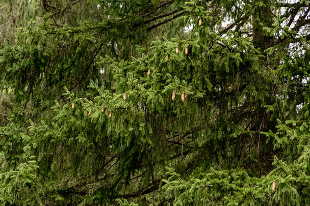 Λεπτομερής υφή του δάσους κωνοφόρων σε κοντινό λόφο, φόντο από κορυφές δέντρων στο βουνό. - Φωτογραφία, εικόνα