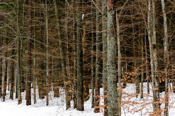 Szczegółowa tekstura lasu Conifer na wzgórzu z bliska, tło wierzchołki drzew na zboczu góry. - Zdjęcie, obraz