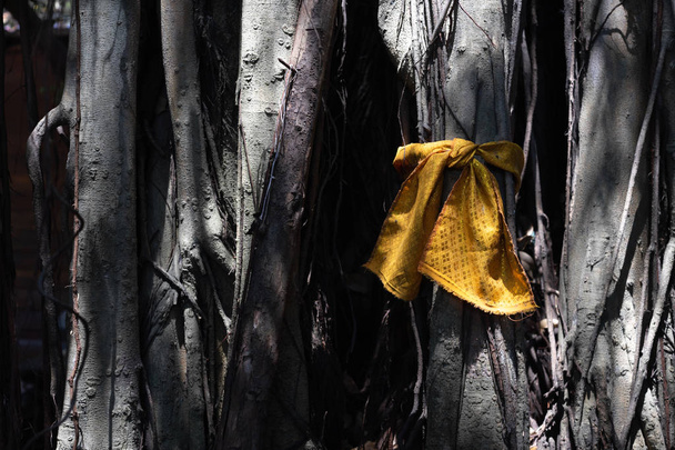 Tecido dourado envolto em torno de grande árvore sagrada para adorar os mys
 - Foto, Imagem