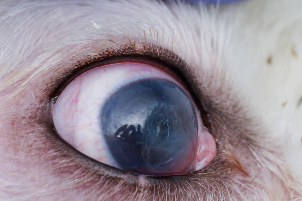 глаз собаки с глубокой язвой роговицы крупным планом
 - Фото, изображение