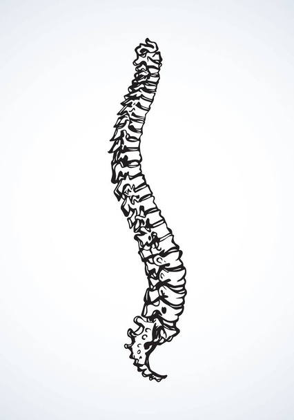 Espina dorsal. Dibujo vectorial
 - Vector, imagen