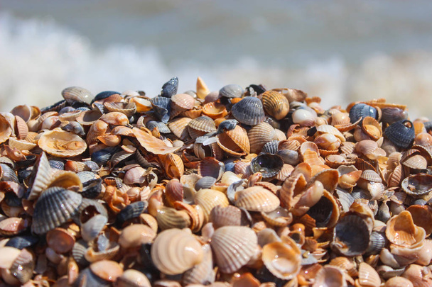 Petits coquillages en été sur la plage au bord de la mer
 - Photo, image