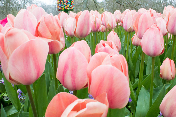 Grupo de tulipanes coloridos. tulipán rojo, rosa, púrpura flor. Tulipán de cerca, tonificante. Fondo brillante foto tulipán colorido. Campo de tulipanes de diferentes colores en Keukenhof park, Países Bajos
 - Foto, Imagen