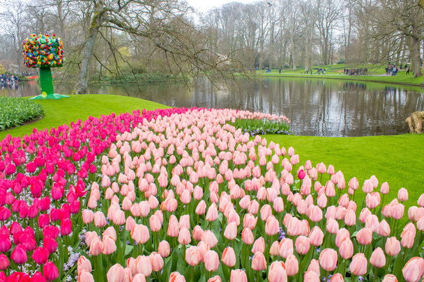 Skupina barevných Tulipán. červený, růžový, fialový Tulipán. Tulipán se blíží, tónování. Zářivý barevný Tulipán. Pole tulipány různých barev v parku Keukenhof, Nizozemsko - Fotografie, Obrázek