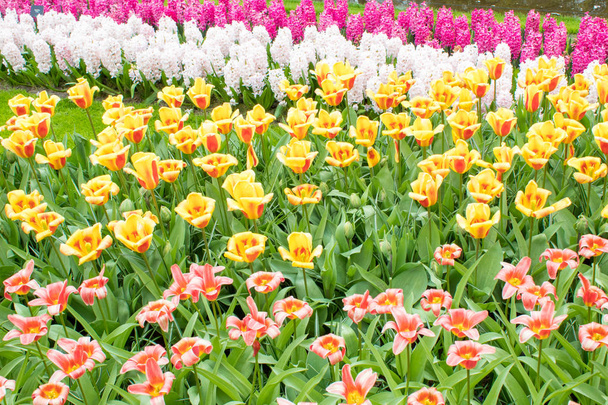 Groep kleurrijke tulp. rood, roze, paarse bloem Tulip. Tulip close up, toning. Heldere kleurrijke Tulip foto achtergrond. Veld van tulpen van verschillende kleuren in Keukenhof Park, Nederland - Foto, afbeelding