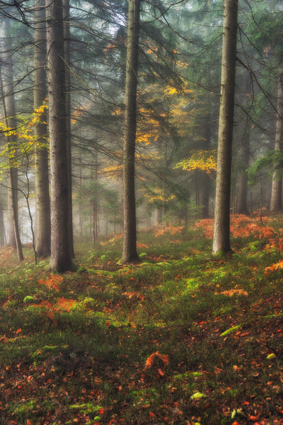 bosque de otoño. niebla en un hermoso bosque. mañana en el bosque de hadas
 - Foto, imagen