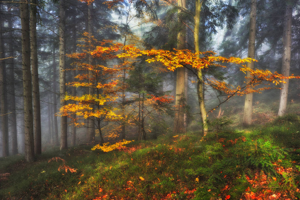 bosque de otoño. niebla en un hermoso bosque. mañana en el bosque de hadas
 - Foto, imagen