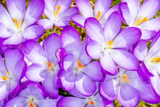 фіолетові квіти Крокус навесні
 - Фото, зображення