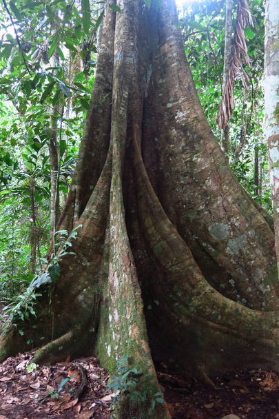 Amazon orman Madidi Milli Parkı, Bolivya - Fotoğraf, Görsel