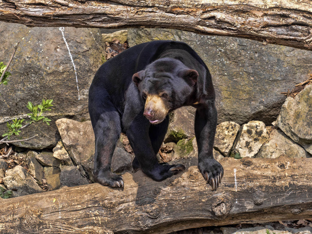 L'ours soleil malais, Helarctos malayanus, grimpe le tronc
 - Photo, image