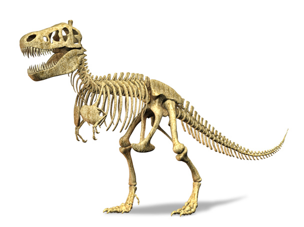 T-Rex skeleton. on white background. Clipping path included. - Photo, Image