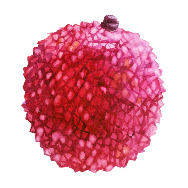 Watercolor illustration. Lychee. Litchi fruit. - Foto, Imagem