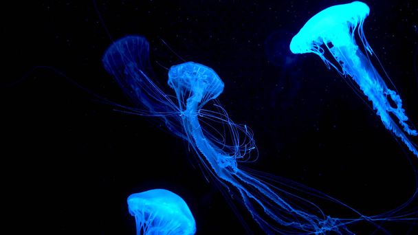 Hermosas medusas moviéndose a través de las luces de neón de agua
 - Foto, Imagen