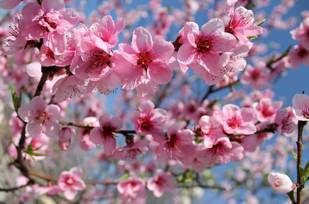 fleur de cerisier rose au printemps sur ciel bleu. - Photo, image