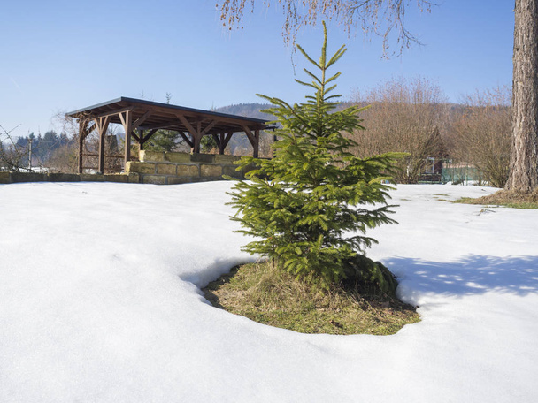 small vivid green young spruce tree in the white snow in winter sunny day on garden with wooden gazebo alcove or pergola in background. Winter landscape - Photo, Image