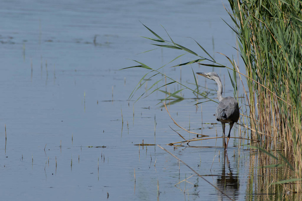 Grey Heron wading at the edge of the reeds - Photo, Image