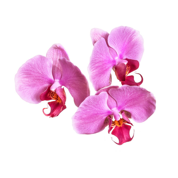 a branch of phalaenopsis orchid flowers and buds isolated on white background - Photo, Image