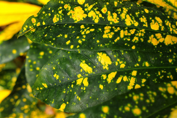 tropical leaf texture, foliage nature green background - Fotoğraf, Görsel