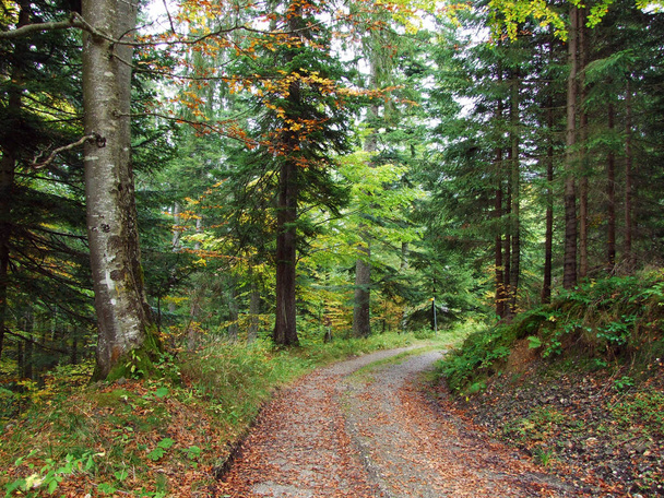 Árvores e florestas mistas na região de Obertoggenburg, Stein - Cantão de St. Gallen, Suíça
 - Foto, Imagem
