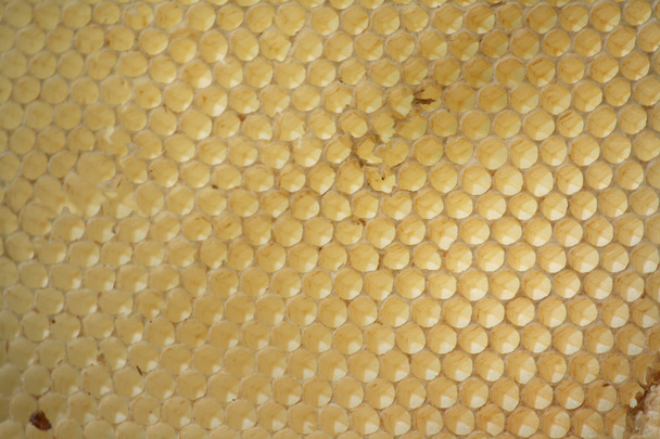 Celdas de miel vacías
 - Foto, imagen