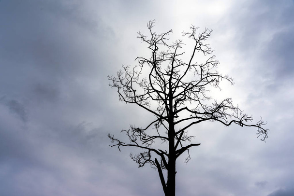 死んだ松の木の小枝のシルエット - 写真・画像
