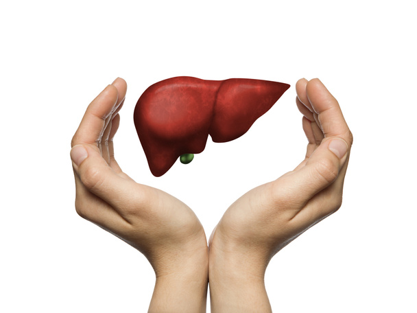 A human liver between two palms of a woman on white isolated background. The concept of a healthy liver. - Photo, Image