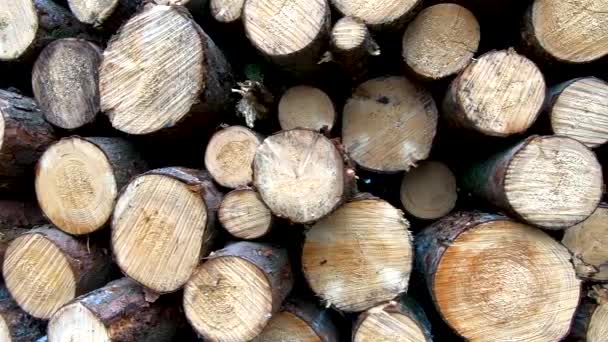 fa törzs halom az erdőben - Felvétel, videó