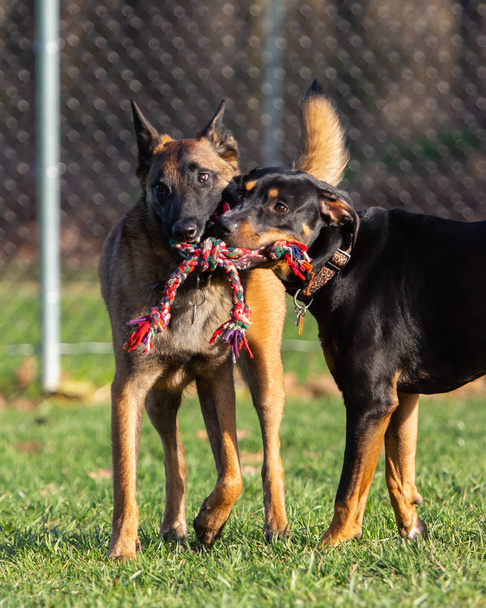 Dois cães brincando juntos compartilhando um brinquedo de corda no parque do cão
 - Foto, Imagem