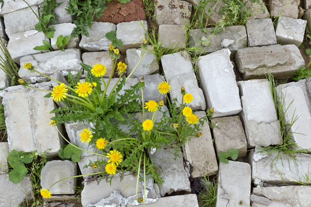 Жизнь и цветы крепче камня
 - Фото, изображение