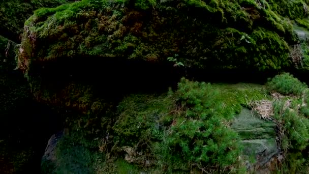 自然の中の岩の上の苔 - 映像、動画