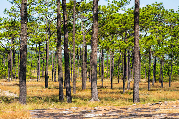 Pine trees forest in bright sunlight - Photo, Image