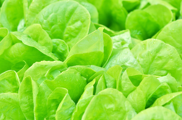 Салатна текстура. Зелений салат, що росте в городі
. - Фото, зображення