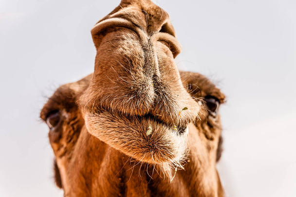 Portrét dromedového velblouda na velbloudském tržišti nedaleko Rijána, Saúdská Arábie - Fotografie, Obrázek