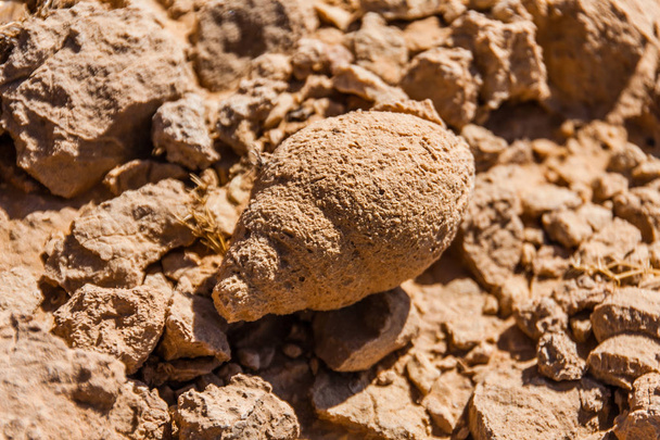 Riyad yakınlarındaki çölde fossilize deniz Salyangoz kabuğu - Fotoğraf, Görsel