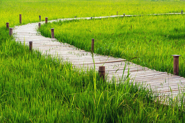 Campo verde de arroz y puente de bambú
 - Foto, imagen