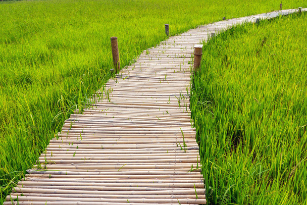 Bruine bamboe brug op groene rijstveld - Foto, afbeelding