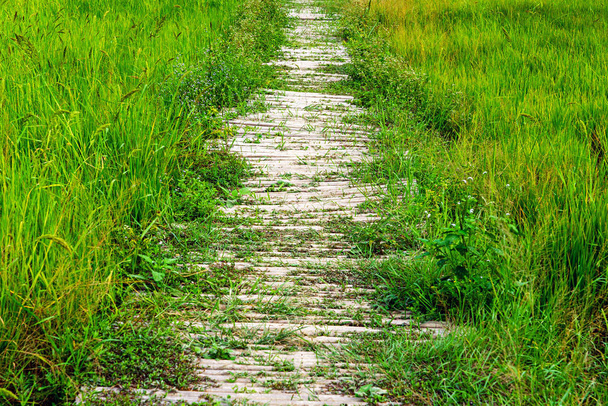 Caminho de bambu pequeno no campo de arroz verde
 - Foto, Imagem