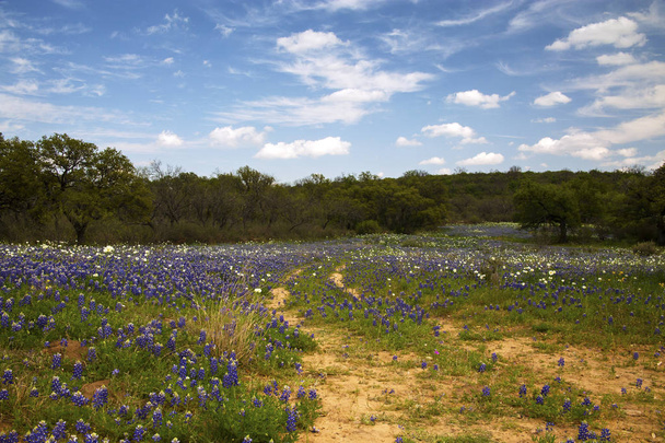 Oude weg door een veld van wilde bloemen in Hill Country, Texas - Foto, afbeelding