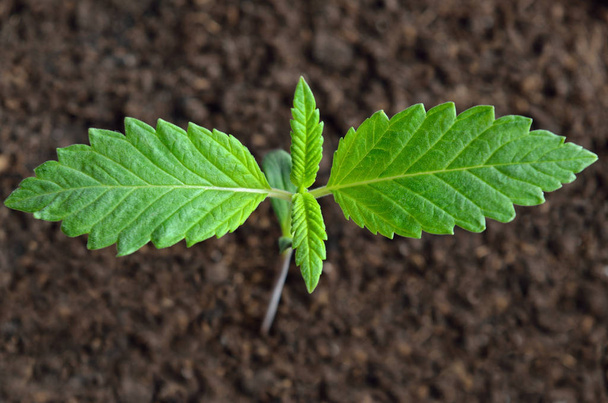 Young cannabis sprout grows in the ground. - Photo, image