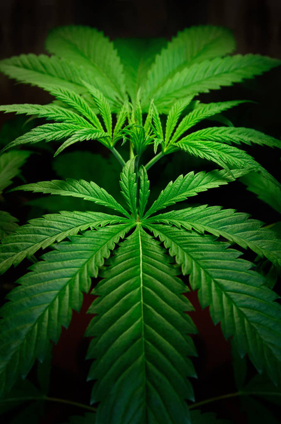 Large leaves of marijuana on a black background. Growing medical cannabis. - Φωτογραφία, εικόνα