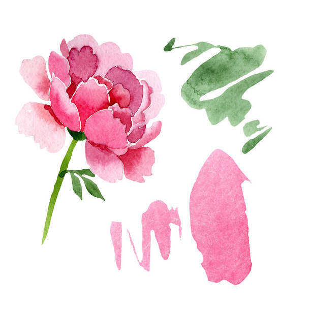 Roze pioen floral botanische bloemen. Aquarel achtergrond afbeelding instellen. Geïsoleerde pioenrozen afbeelding element. - Foto, afbeelding