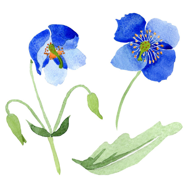 Blue poppy floral botanical flowers. Watercolor background illustration set. Isolated poppies illustration element. - Foto, imagen