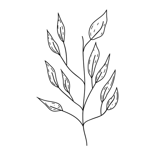 ramo con foglie pianta - Vettoriali, immagini