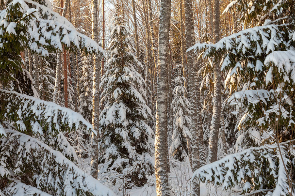 Winter landscape with snowy trees - Фото, изображение