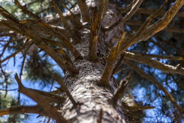 Pine tree branches and blue sky - Fotó, kép