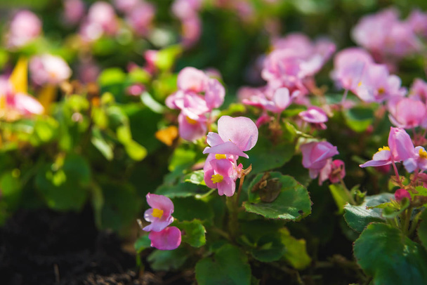 Pink flowers in the flower bed. Rest in Georgia. Decoration of city streets with flower beds. Garden blooming begonia. - Fotoğraf, Görsel